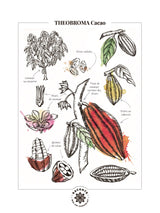 Affiche Murale Vintage - La Botanique du Cacao