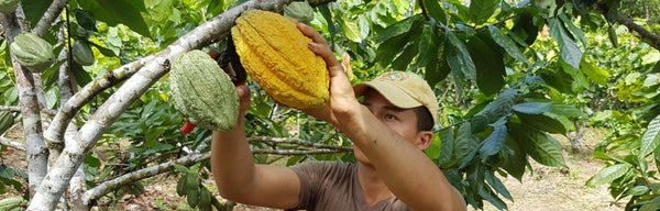Beussent Lachelle raconte sa plantation en Équateur