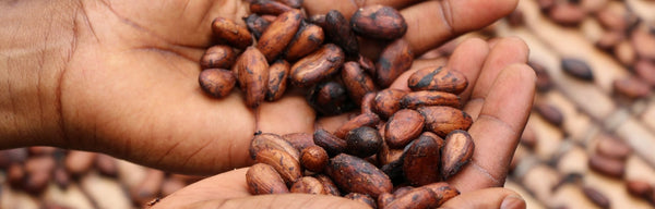 Les 10 étapes de fabrication d’un chocolat bean-to-bar