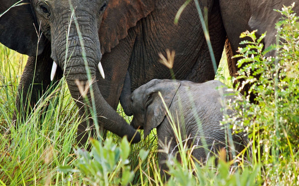 À la découverte du chocolat de Tanzanie !