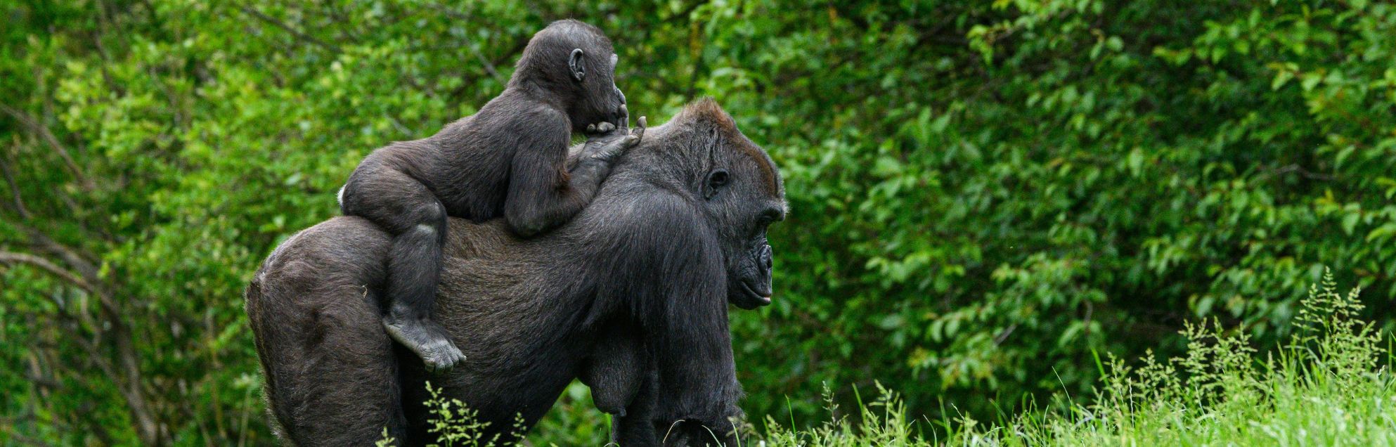 virunga congo chocolat noir gorille bean-to-bar  afrique femmes virunga origins  gorille en chocolat