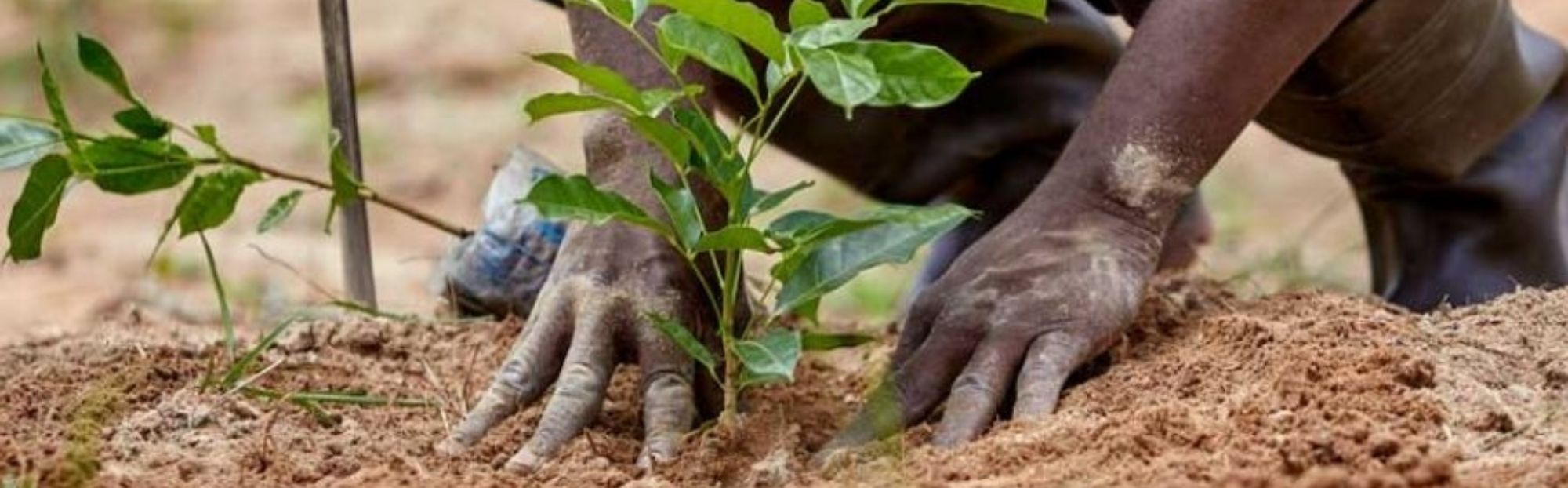 Planter un arbre pour lutter contre la déforestation. Chocolat durable Love Cocoa