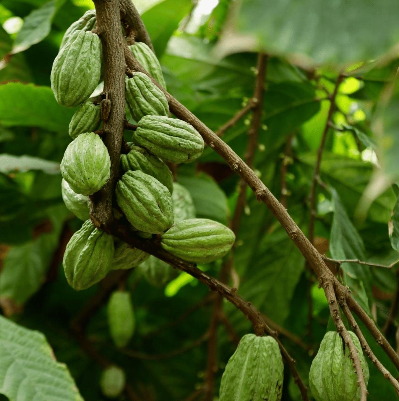 chocolat A Morin, chocolat Bean-to-Bar